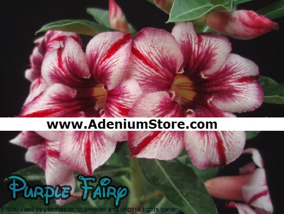(image for) Adenium Obesum Purple Fairy 5 Seeds - Click Image to Close
